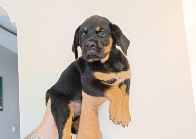 Rottweiler yavru